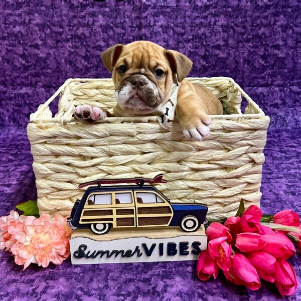 English Bulldog DOG Female Chocolate/sable 3986 Petland Fort Walton Beach, FL