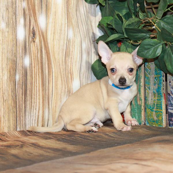 Chihuahua DOG Male Cream 4056 Petland Fort Walton Beach, FL