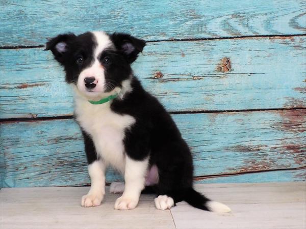 Border Collie DOG Male Black / White 4059 Petland Fort Walton Beach, FL