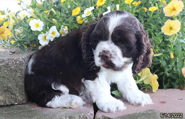 Cocker Spaniel DOG Male Chocolate / White 4072 Petland Fort Walton Beach, FL