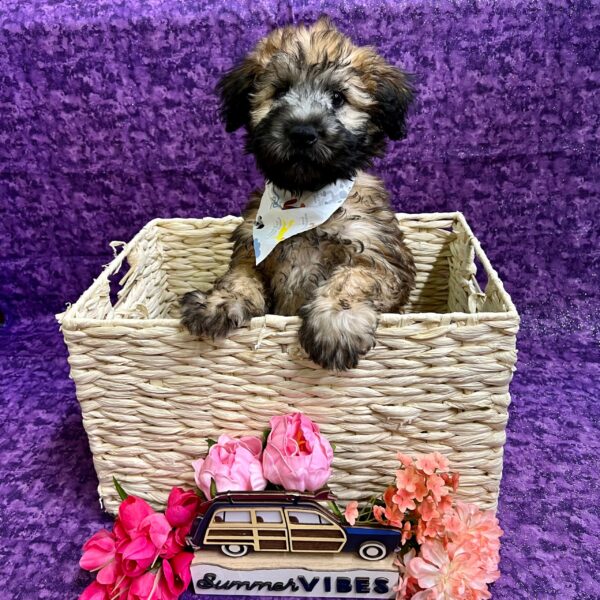 Soft Coated Wheaten Terrier-DOG-Female-Wheaten-4073-Petland Fort Walton Beach, FL