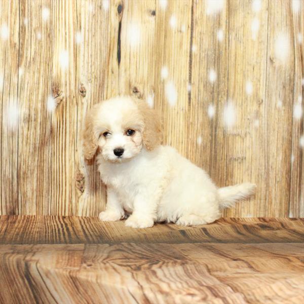 Cavapoo-DOG-Female-Blenheim / White-4133-Petland Fort Walton Beach, FL