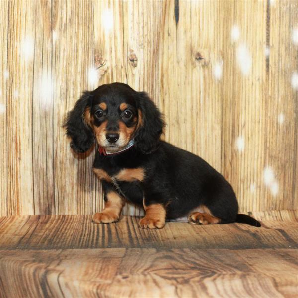 Dachshund DOG Male Black / Tan 4135 Petland Fort Walton Beach, FL