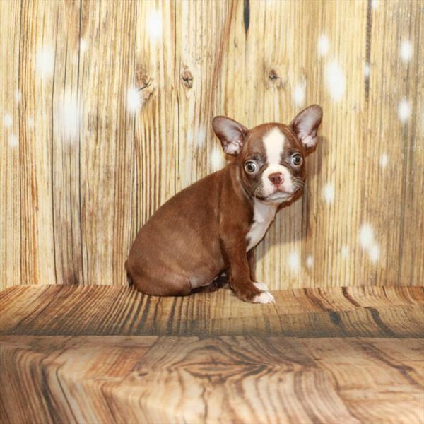 Boston Terrier DOG Male Red / White 4136 Petland Fort Walton Beach, FL