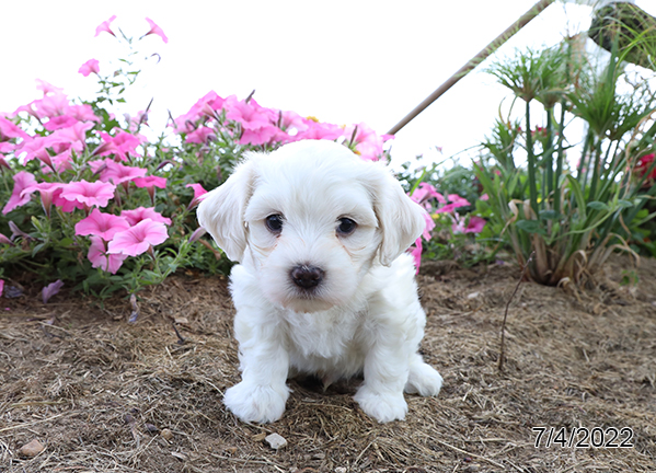 Coton De Tulear DOG Male White 4139 Petland Fort Walton Beach, FL