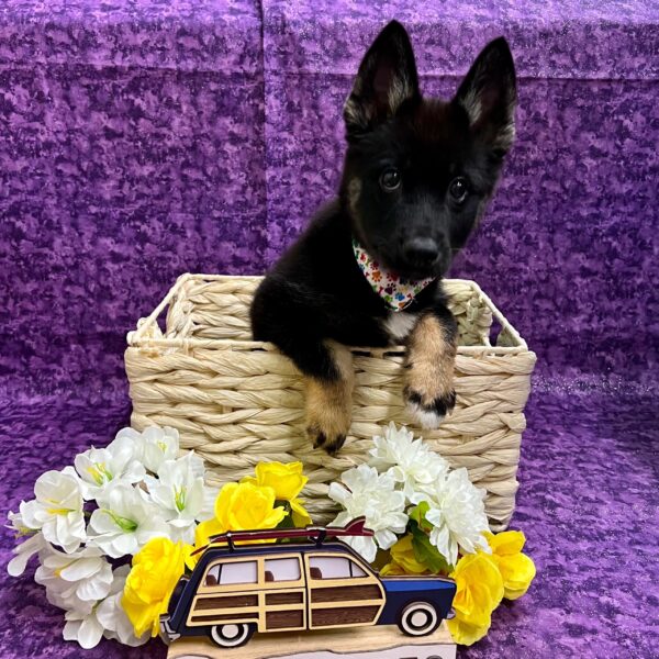 Pomsky-DOG-Male-blk/brown-3949-Petland Fort Walton Beach, FL