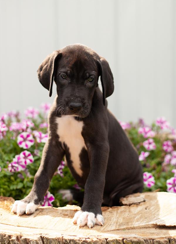 Great Dane-DOG-Female-Black-4164-Petland Fort Walton Beach, FL