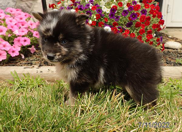 Pomsky-DOG-Male-Merle-4171-Petland Fort Walton Beach, FL