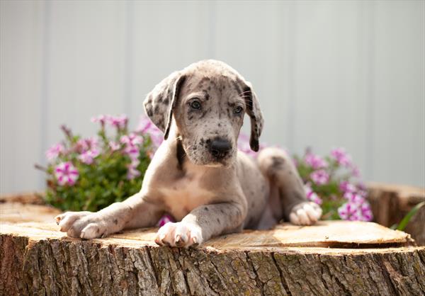 Great Dane-DOG-Male-Blue Merle-4175-Petland Fort Walton Beach, FL