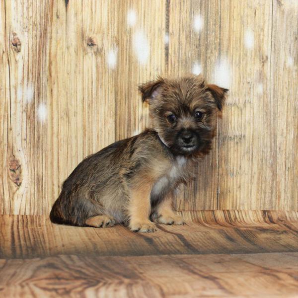 Cairn Terrier-DOG-Female-Wheaten-4216-Petland Fort Walton Beach, FL