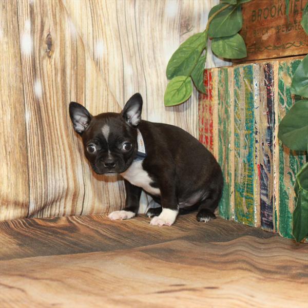 Boston Terrier DOG Male Black Brindle 4221 Petland Fort Walton Beach, FL