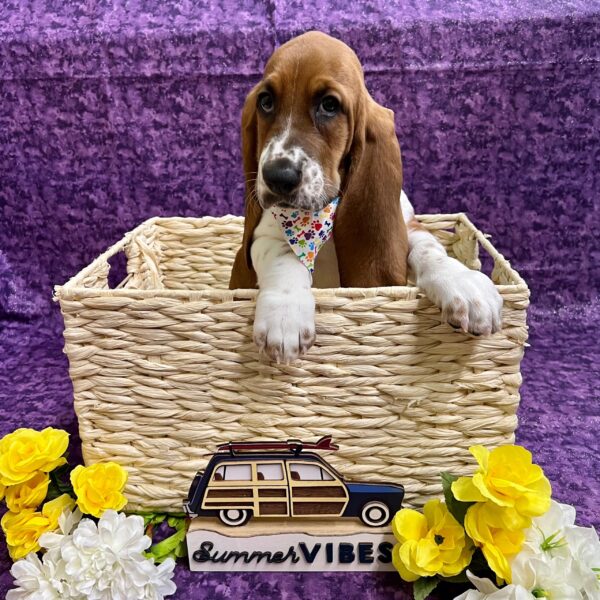 Basset Hound DOG Male Red / White 4169 Petland Fort Walton Beach, FL