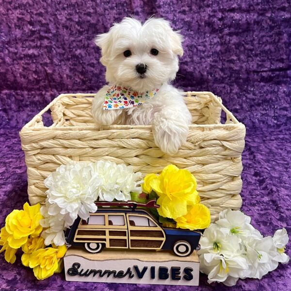 Maltese-DOG-Male-white-4234-Petland Fort Walton Beach, FL