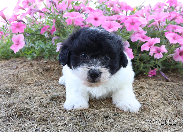 Coton De Tulear DOG Male Black / White 4259 Petland Fort Walton Beach, FL