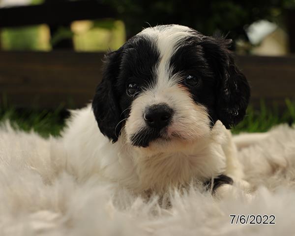 Cavapoo-DOG-Male-Black / White-4260-Petland Fort Walton Beach, FL