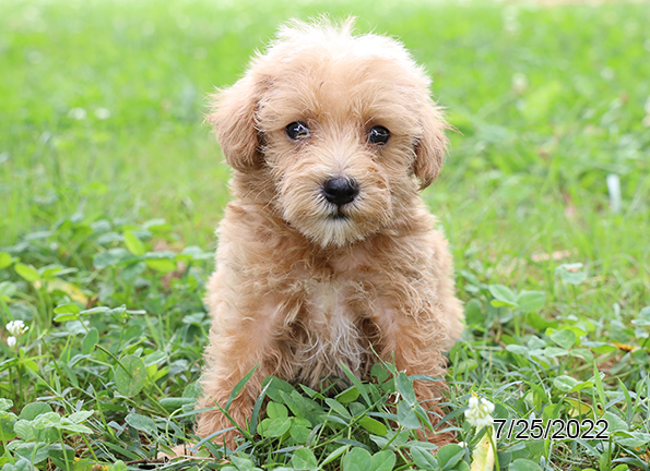 Schnoodle-DOG-Male-Red-4261-Petland Fort Walton Beach, FL