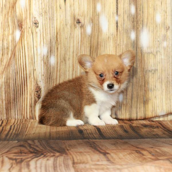 Pembroke Welsh Corgi-DOG-Male-Red-4268-Petland Fort Walton Beach, FL