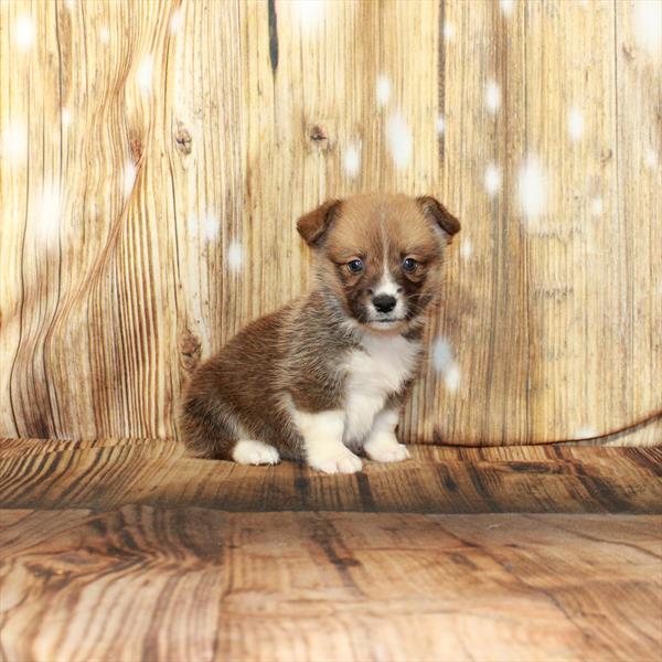 Pembroke Welsh Corgi-DOG-Female-Red-4269-Petland Fort Walton Beach, FL