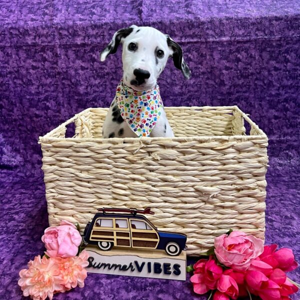 Dalmatian-DOG-Female-Black/White-4114-Petland Fort Walton Beach, FL