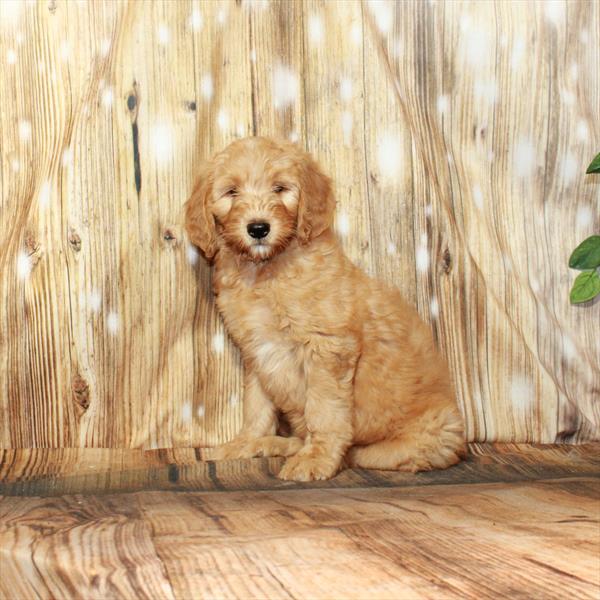 Goldendoodle DOG Female Golden 4284 Petland Fort Walton Beach, FL