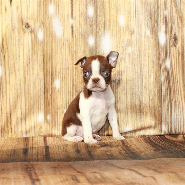 Boston Terrier DOG Male Red / Brindle 4285 Petland Fort Walton Beach, FL