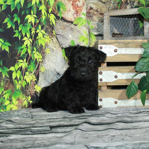 Scottish Terrier DOG Female Black 4288 Petland Fort Walton Beach, FL