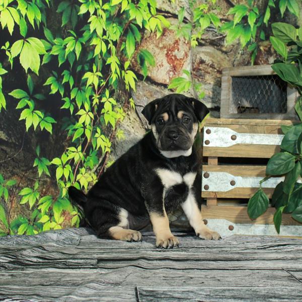 Ori Pei-DOG-Female-Black / Tan-4289-Petland Fort Walton Beach, FL