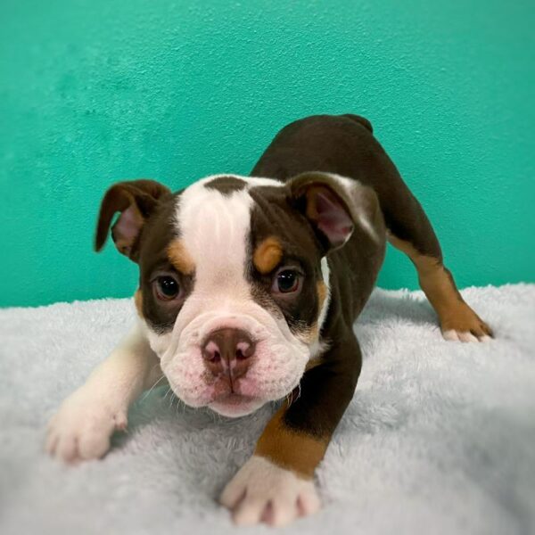 English Bulldog DOG Male Chocolate Tri 644 Petland Fort Walton Beach, FL