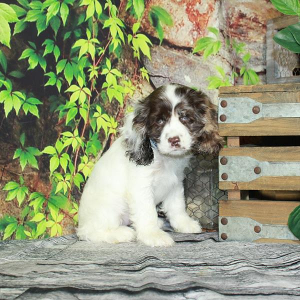 Cocker Spaniel DOG Female White / Chocolate 4362 Petland Fort Walton Beach, FL