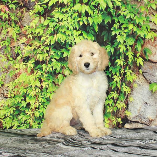 Goldendoodle DOG Female Light Golden 4365 Petland Fort Walton Beach, FL