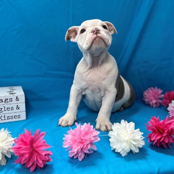 English Bulldog-DOG-Female-Lilac Pied-4383-Petland Fort Walton Beach, FL