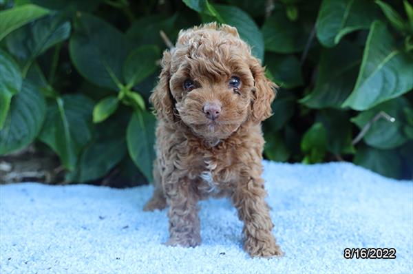 Cockapoo-DOG-Female-Red-4394-Petland Fort Walton Beach, FL