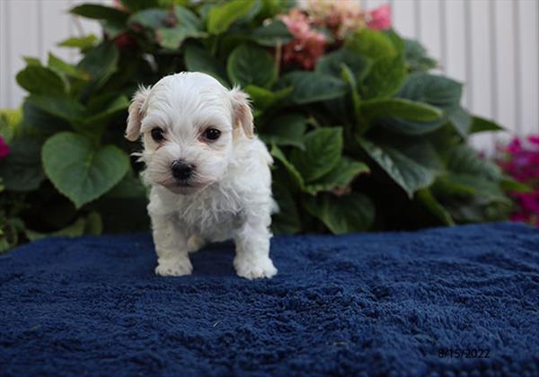 Havanese-DOG-Male-Cream-4395-Petland Fort Walton Beach, FL