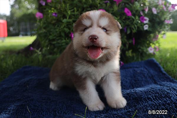 Pomsky-DOG-Female-Red / White-4399-Petland Fort Walton Beach, FL