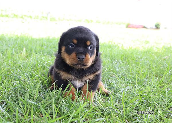 Rottweiler-DOG-Female-Black / Tan-4401-Petland Fort Walton Beach, FL