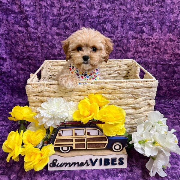 Cavapoo-DOG-Male-cream-4385-Petland Fort Walton Beach, FL