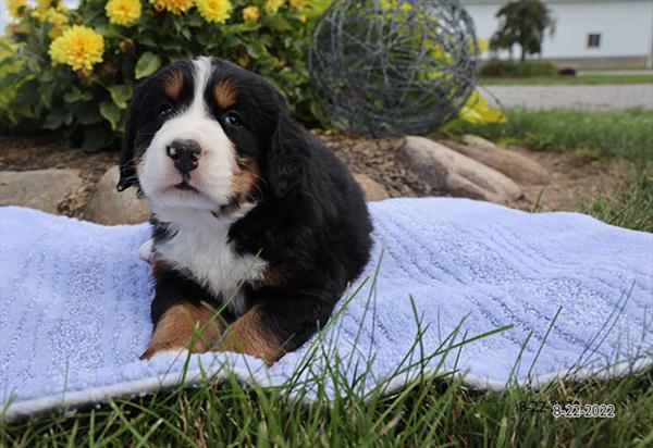 Bernese Mountain Dog-DOG-Male-Black Rust / White-4436-Petland Fort Walton Beach, FL