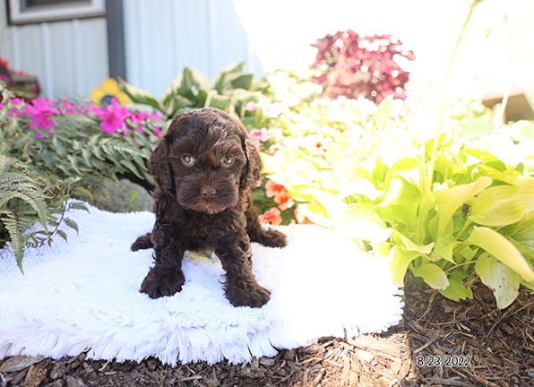 Cockapoo-DOG-Female-Chocolate-4438-Petland Fort Walton Beach, FL