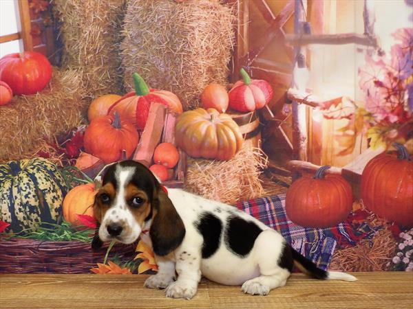 Basset Hound DOG Female Black White / Tan 4439 Petland Fort Walton Beach, FL