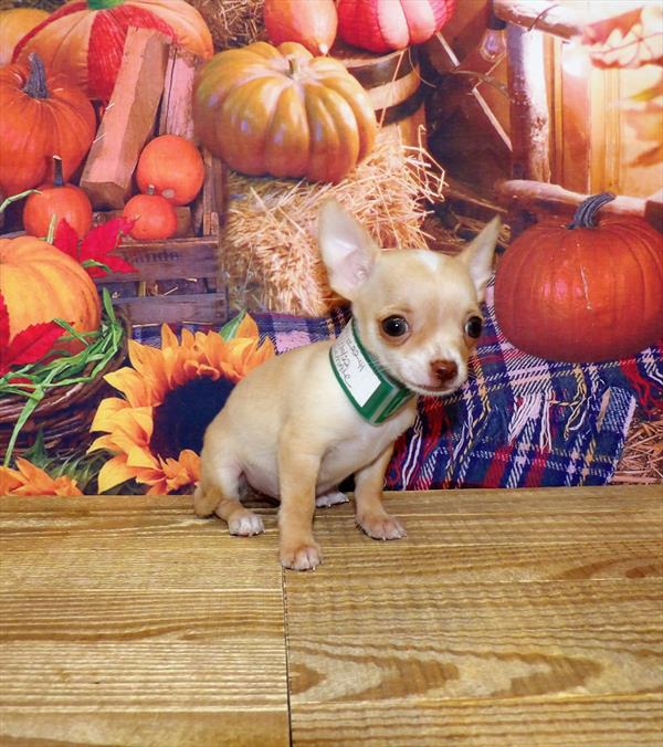 Chihuahua DOG Female Fawn / White 4472 Petland Fort Walton Beach, FL