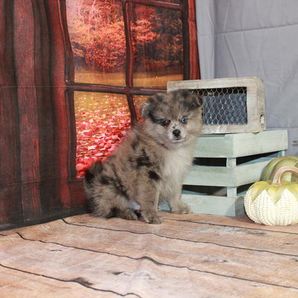 Pomeranian-DOG-Male-Blue Merle-4474-Petland Fort Walton Beach, FL