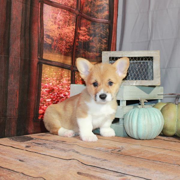 Pembroke Welsh Corgi DOG Male White / Red 4478 Petland Fort Walton Beach, FL