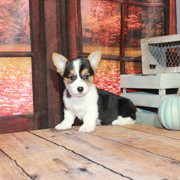 Pembroke Welsh Corgi DOG Female White Black / Tan 4479 Petland Fort Walton Beach, FL