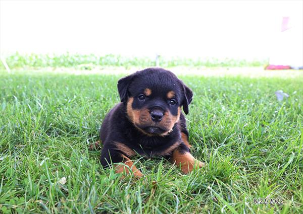 Rottweiler-DOG-Female-Black / Tan-4485-Petland Fort Walton Beach, FL