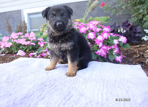 German Shepherd-DOG-Female-Black / Red-4487-Petland Fort Walton Beach, FL