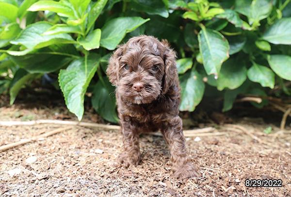 Cockapoo-DOG-Male-Chocolate-4488-Petland Fort Walton Beach, FL