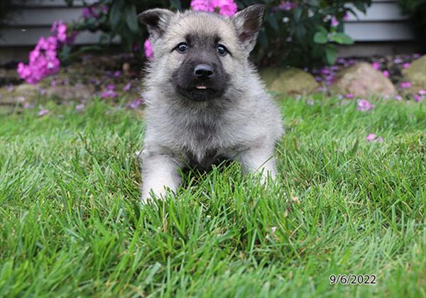 Norwegian Elkhound DOG Female Black / Silver 4489 Petland Fort Walton Beach, FL