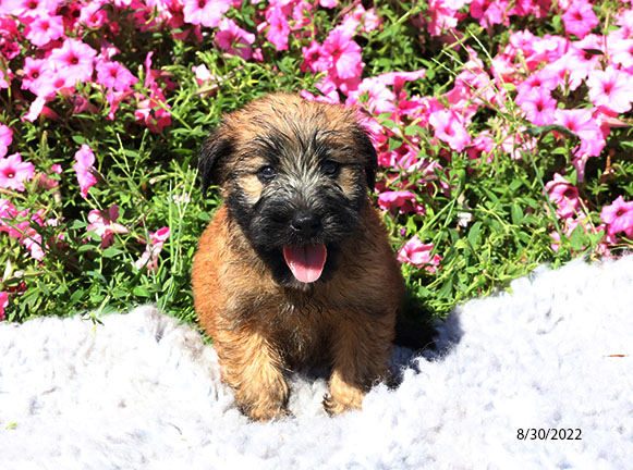 Soft Coated Wheaten Terrier-DOG-Male-Wheaten-4490-Petland Fort Walton Beach, FL