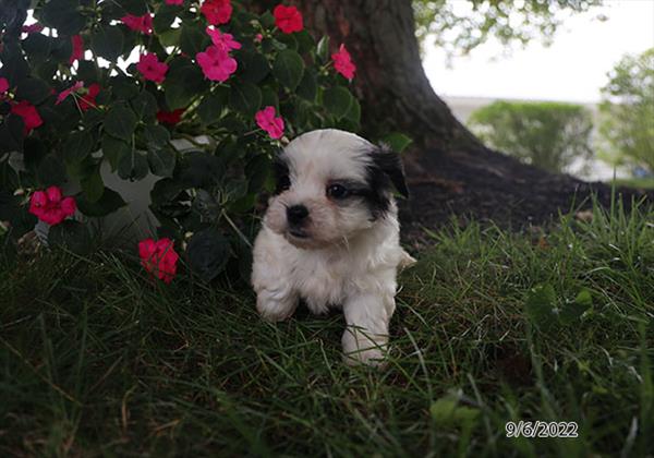 Teddy Bear DOG Male Black / White 4491 Petland Fort Walton Beach, FL