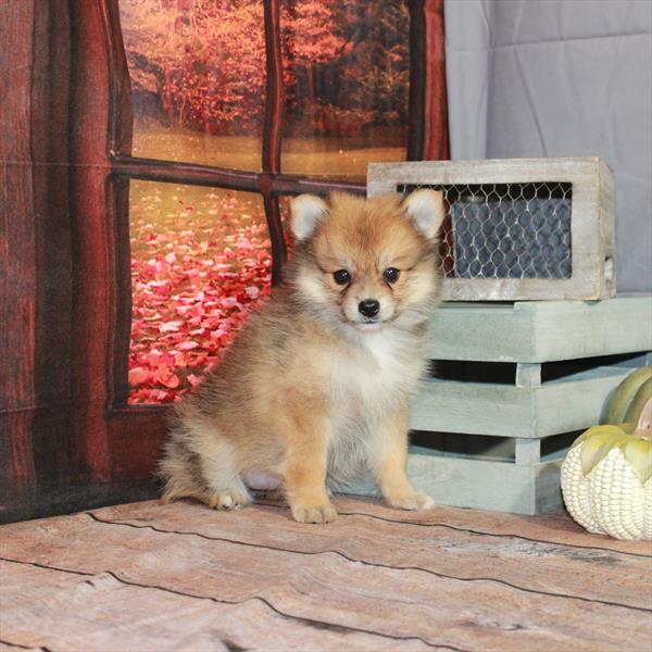 Pomeranian-DOG-Female-Red Sable-4493-Petland Fort Walton Beach, FL